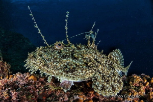 Mediterranean Anglerfish by Marco Gargiulo 